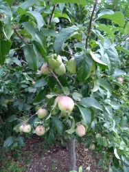 Apfelbaum (© Eigenes Foto)