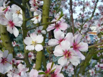Mandelblüte (© Eigenes Foto)