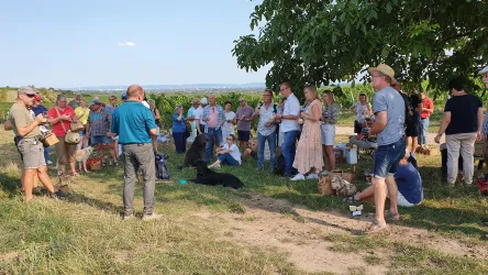 Mäurer Weinberg (© Weingut Mäurer)