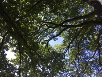 Baum (© Verein SÜW Annweiler e.V.)