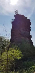 Kriemhildenstein Gossersweiler-Stein (© Archiv Verein SÜW Annweiler e.V.)