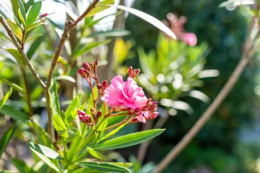 Garten_2