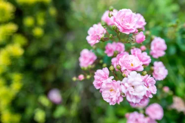 Garten_7