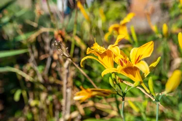 Garten_3