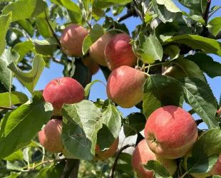 Äpfel Bleichhof