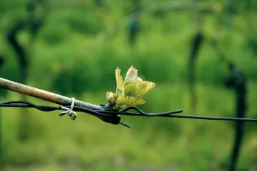 Weinmotiv 2