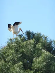 Storch beim Nestbau