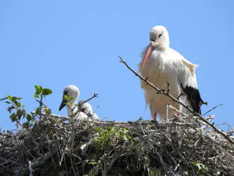 Storchennest mit Küken
