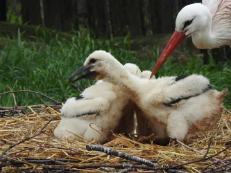 Storchenküken im Nest