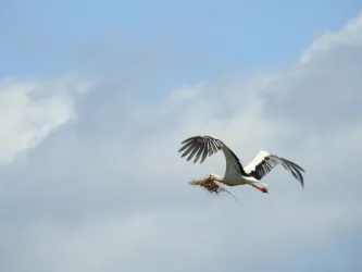 Storch beim Nestbau