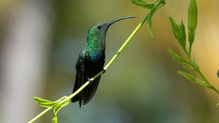 Kolibri