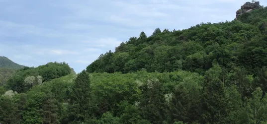 Blick in den Pfälzerwald