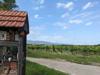 Ausblick auf das Hambacher Schloss