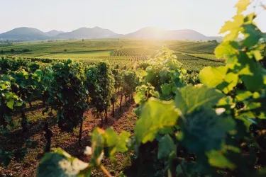 Weinberge