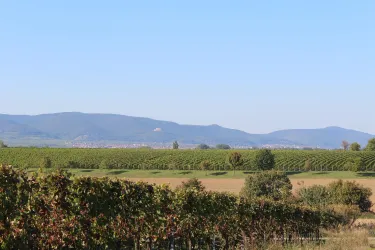 Ausblick auf den Pfälzer Wald