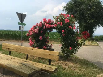 Auf der Anhöhe (© Britta Dieterle)