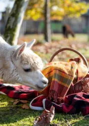 Picknick