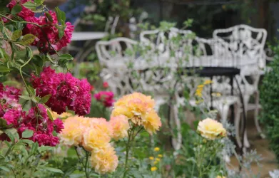 Ruhezone im Rosengarten (© No. 31 – Bed & Breakfast im Rosengarten)