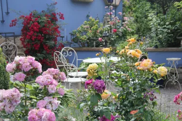 Rosenromantik mit bis zu 120 Rosensorten (© No. 31 – Bed & Breakfast im Rosengarten)
