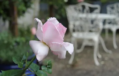 Rosentraum (© No. 31 – Bed & Breakfast im Rosengarten)