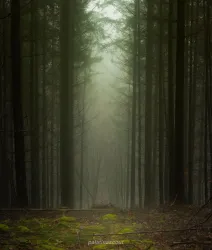 Douglasienrückegasse im Januar im Stumpfwald (© Volker Schledorn)