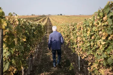 Weinberge (© TI Wachenheim)