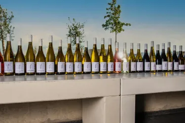 StudierWeine (© Weingut Studier)