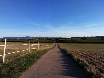 Weitblick bei Impflingen