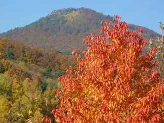 Orensberg Indian Summer