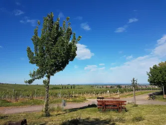 Picknickplatz Altenforst mit Aussicht Weinberge