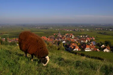 Burrweiler mit Schaf