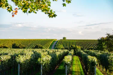 Weinberge