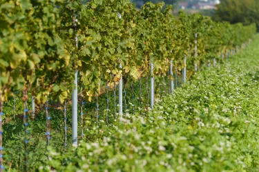 Weinberge Gut von Beiden (© Weingut Gut von Beiden)