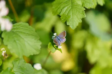 Schmetterling im Weinberg (© Weingut Gut von Beiden)