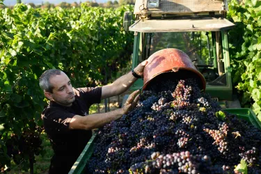Weinlese Weingut Ellermann-Spiegel (© Weingut Ellermann-Spiegel)