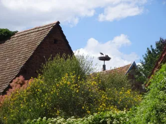 Storch