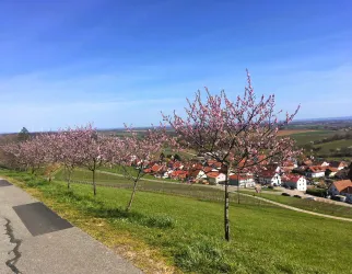 Mandelhain Dionysiuskapelle