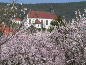 Mandelblüte_2 (© Bernhard Stöffler)