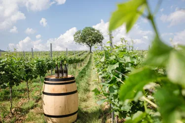 Weingut Doll
