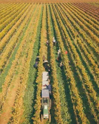 Weinlese (© Stiftsweingut Frank Meyer)