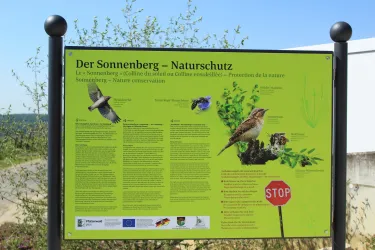 Sonnenberg 3 (© Tourismusverein Bad Bergzabern e.V.)