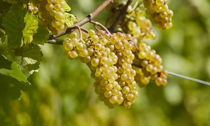 Reben (© Weingut Bernhart)