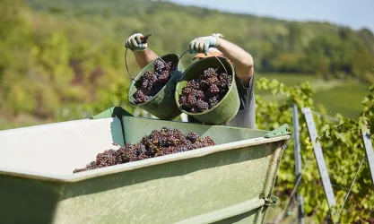 Arbeit (© Weingut Bernhart)