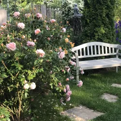 rose_mit_bank
