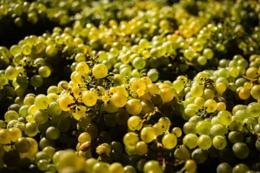 Trauben (© Weingut Nauerth-Gnägy)