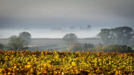 Natur (© Weingut Nauerth-Gnägy)
