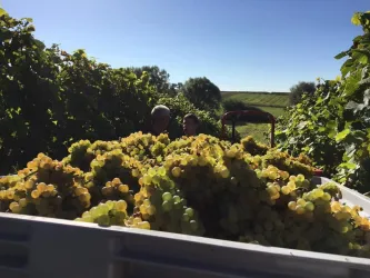 Weinlese (© Weingut Becker)