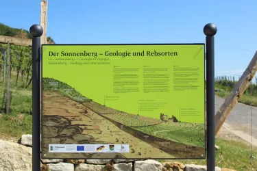 Rebsorten 5 (© Tourismusverein Bad Bergzabern e.V.)