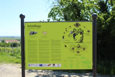 Schädlinge 2 (© Tourismusverein Bad Bergzabern e.V.)