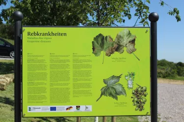 Schädlinge 4 (© Tourismusverein Bad Bergzabern e.V.)